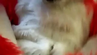 256 furry porn videos